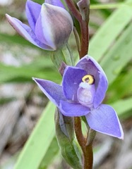 Thelymitra arenaria