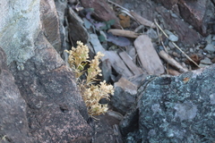 Spergularia macrotheca