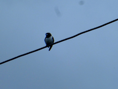 Artamus leucorynchus