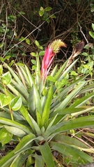 Aechmea ornata