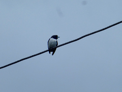 Artamus leucorynchus