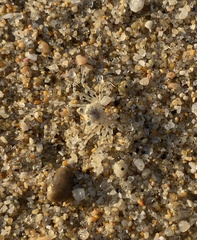 Ocypode occidentalis