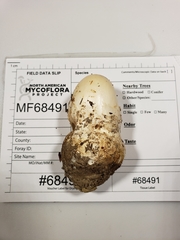 Amanita magnivelaris