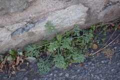 Eschscholzia californica