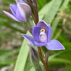 Thelymitra arenaria