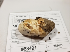 Amanita magnivelaris