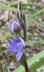 Thelymitra arenaria