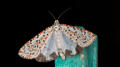 Utetheisa pulchelloides