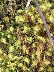 Bartramia pomiformis