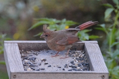 Cardinalis cardinalis