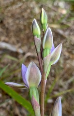 Thelymitra arenaria