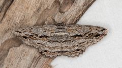 Scioglyptis canescaria