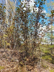 Alnus hirsuta