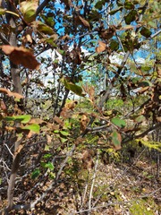 Alnus hirsuta