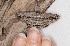 Scioglyptis canescaria