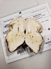 Amanita magnivelaris