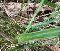Thelymitra arenaria