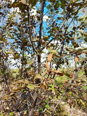 Alnus hirsuta