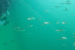 Cymatogaster aggregata