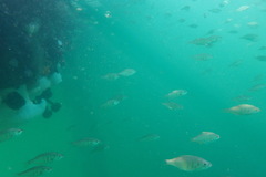 Cymatogaster aggregata