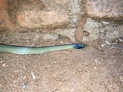Crotaphopeltis hotamboeia