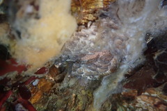 Aeolidia