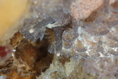 Aeolidia