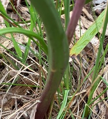 Thelymitra arenaria