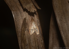Pholeutis holoxytha
