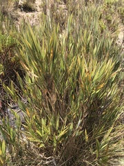 Chusquea tessellata
