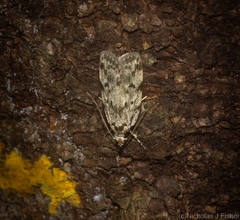 Barea nymphica