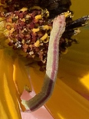 Chlorochlamys chloroleucaria