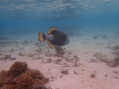 Balistoides viridescens