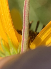 Chlorochlamys chloroleucaria