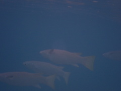Ellochelon vaigiensis