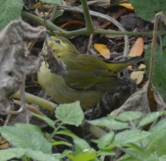 Leiothlypis peregrina