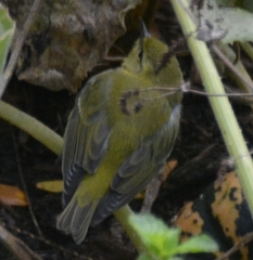 Leiothlypis peregrina