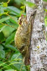 Galeopterus variegatus