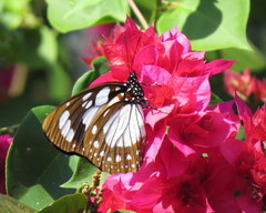 Charaxes wakefieldi