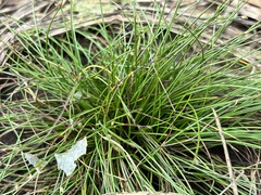 Isolepis cernua