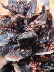 Pucciniastrum areolatum