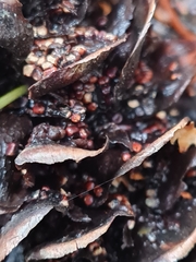 Pucciniastrum areolatum