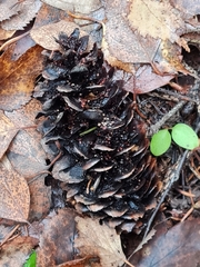 Pucciniastrum areolatum