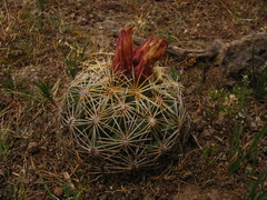 Coryphantha radians