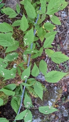 Rubus leucodermis