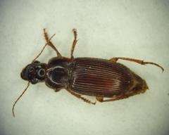 Harpalus
