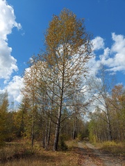 Populus suaveolens