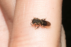 Nannotrigona melanocera