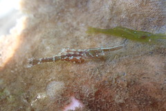 Heptacarpus