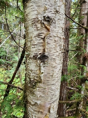 Betula papyrifera